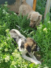 BRUNO, Hund, Mischlingshund in Rumänien - Bild 6