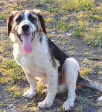 BRUNO, Hund, Mischlingshund in Rumänien - Bild 7