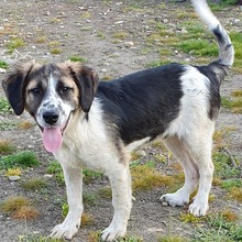 BRUNO, Hund, Mischlingshund in Rumänien - Bild 8