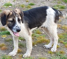 BRUNO, Hund, Mischlingshund in Rumänien - Bild 9