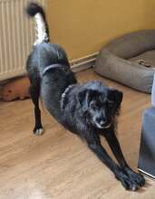 PEARL, Hund, Mischlingshund in Feldkirchen-Westerham