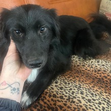 ANUSCHA, Hund, Mischlingshund in Rumänien - Bild 1