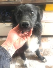 ANUSCHA, Hund, Mischlingshund in Rumänien - Bild 2