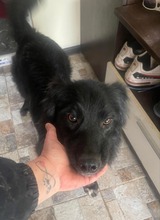 ANUSCHA, Hund, Mischlingshund in Rumänien - Bild 4