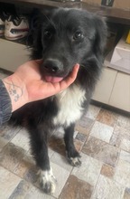ANUSCHA, Hund, Mischlingshund in Rumänien - Bild 5