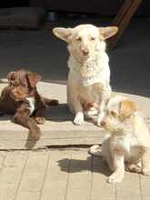 ARINA, Hund, Mischlingshund in Augsburg - Bild 1