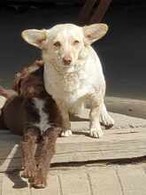ARINA, Hund, Mischlingshund in Augsburg - Bild 2