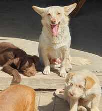 ARINA, Hund, Mischlingshund in Augsburg - Bild 3