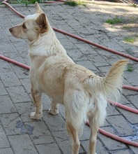 ARINA, Hund, Mischlingshund in Augsburg - Bild 5