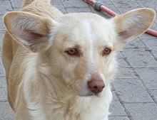 ARINA, Hund, Mischlingshund in Augsburg - Bild 6
