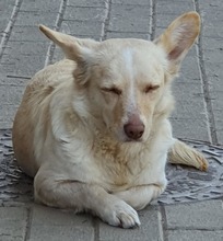 ARINA, Hund, Mischlingshund in Augsburg - Bild 7