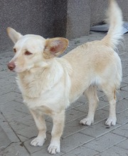 ARINA, Hund, Mischlingshund in Augsburg - Bild 8