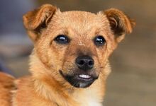 JANA, Hund, Mischlingshund in Sparneck - Bild 1