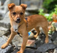 JANA, Hund, Mischlingshund in Sparneck - Bild 2