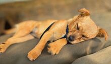 JANA, Hund, Mischlingshund in Sparneck - Bild 3
