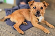 JANA, Hund, Mischlingshund in Sparneck - Bild 4