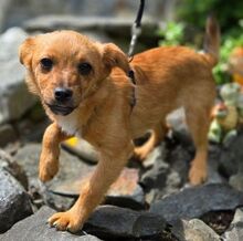 JANA, Hund, Mischlingshund in Sparneck - Bild 5