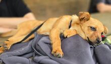 JANA, Hund, Mischlingshund in Sparneck - Bild 6