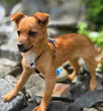 JANA, Hund, Mischlingshund in Sparneck - Bild 7