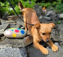 JANA, Hund, Mischlingshund in Sparneck - Bild 8