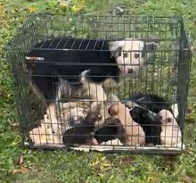 MINA, Hund, Mischlingshund in Rumänien - Bild 8