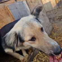 MINA, Hund, Mischlingshund in Rumänien - Bild 9