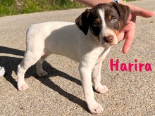 HARIRA, Hund, Bodeguero Andaluz-Pinscher-Mix in Schwanewede - Bild 1