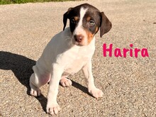 HARIRA, Hund, Bodeguero Andaluz-Pinscher-Mix in Schwanewede - Bild 2