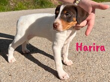 HARIRA, Hund, Bodeguero Andaluz-Pinscher-Mix in Schwanewede - Bild 4