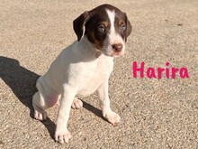 HARIRA, Hund, Bodeguero Andaluz-Pinscher-Mix in Schwanewede - Bild 5