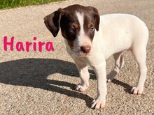 HARIRA, Hund, Bodeguero Andaluz-Pinscher-Mix in Schwanewede - Bild 6