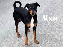 HARIRA, Hund, Bodeguero Andaluz-Pinscher-Mix in Schwanewede - Bild 7