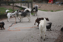 RICOTTA, Hund, Kuvasz in Marsberg - Bild 10
