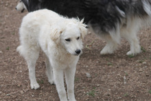 RICOTTA, Hund, Kuvasz in Marsberg - Bild 11