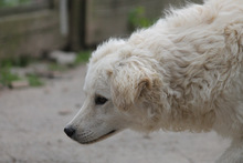 RICOTTA, Hund, Kuvasz in Marsberg - Bild 12