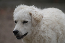 RICOTTA, Hund, Kuvasz in Marsberg - Bild 13