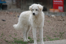 RICOTTA, Hund, Kuvasz in Marsberg - Bild 14
