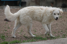 RICOTTA, Hund, Kuvasz in Marsberg - Bild 15