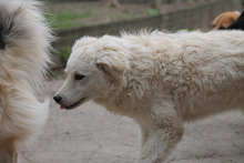 RICOTTA, Hund, Kuvasz in Marsberg - Bild 16