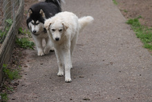 RICOTTA, Hund, Kuvasz in Marsberg - Bild 17
