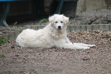 RICOTTA, Hund, Kuvasz in Marsberg - Bild 18
