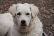 RICOTTA, Hund, Kuvasz in Marsberg - Bild 19