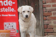 RICOTTA, Hund, Kuvasz in Marsberg - Bild 20