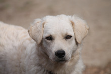 RICOTTA, Hund, Kuvasz in Marsberg - Bild 21