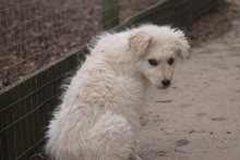 RICOTTA, Hund, Kuvasz in Marsberg - Bild 24