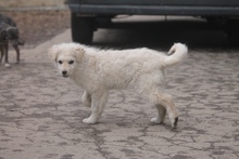 RICOTTA, Hund, Kuvasz in Marsberg - Bild 25