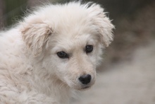 RICOTTA, Hund, Kuvasz in Marsberg - Bild 26