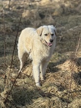 RICOTTA, Hund, Kuvasz in Marsberg - Bild 3