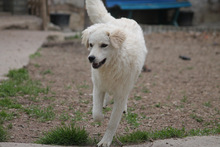 RICOTTA, Hund, Kuvasz in Marsberg - Bild 4