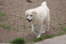 RICOTTA, Hund, Kuvasz in Marsberg - Bild 5
